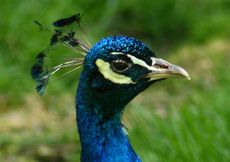 Blauer-Pfau_8119.jpg